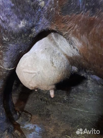 Корова на мясо, или на молоко