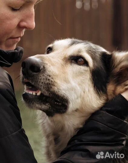 Михаил Верный друг и компаньон в поисках семьи