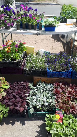 Рассада овощей и цветов