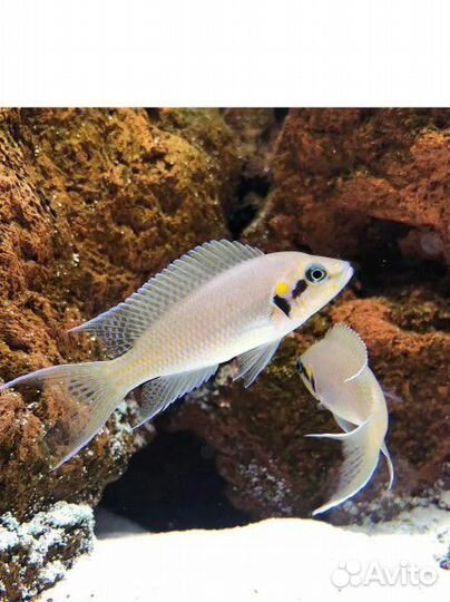 Принцесса Бурунди, или Неолампрологус Бришара