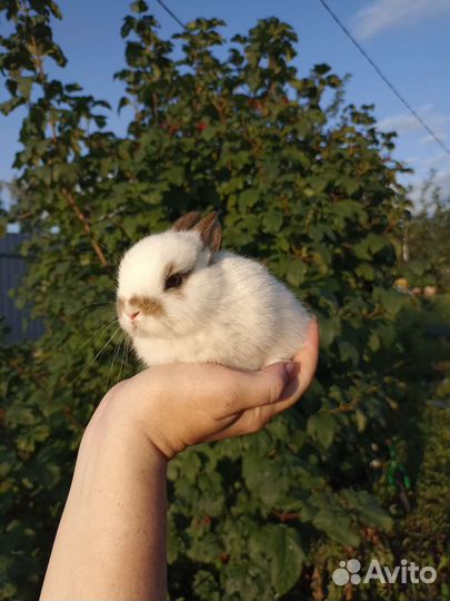 Карликовый кролик