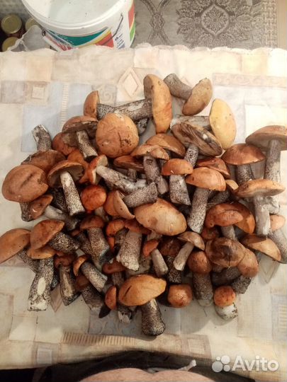 Грибы свежие красноголовики и волнушки