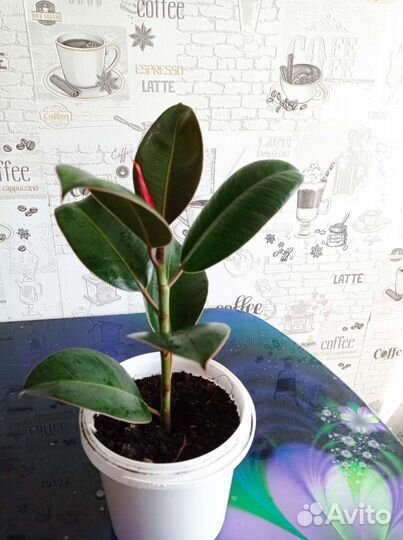 Фикус комнатный