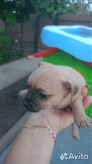 Той-терьер щенки