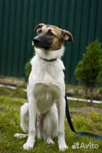 Отдам из Приюта в добрые руки собаку