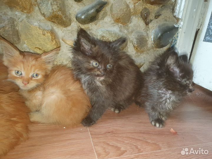 Котята мейн-кун