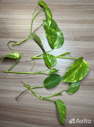 Сциндапсус золотистый