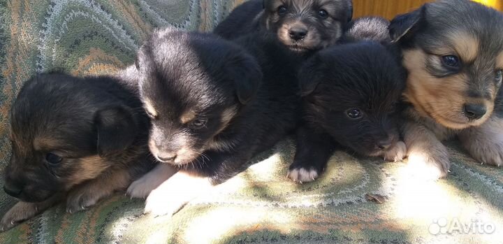 Щеночки бесплатно