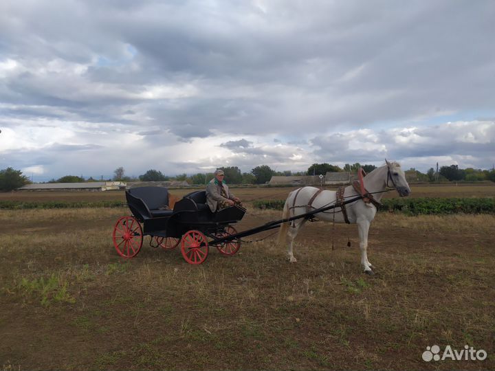 Катание на лошадях карета и лошадь для фотосессии