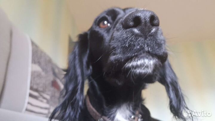 Русский спаниель