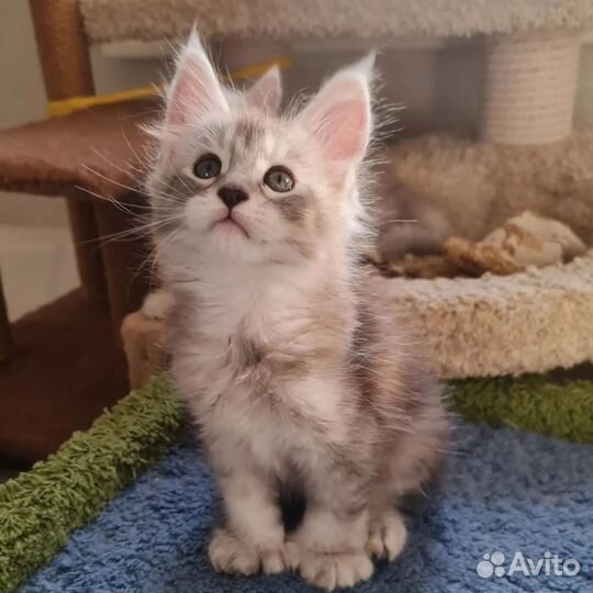 Котенок мальчик мейнкун плидакт 77х66
