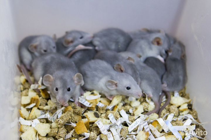 Дамбо крысы разных окрасов