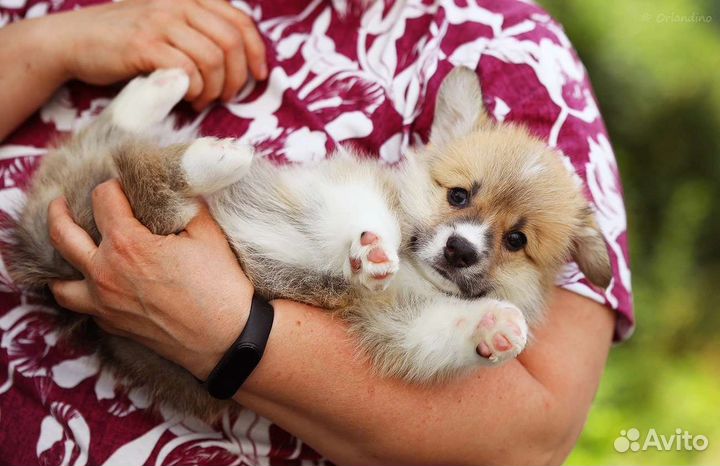Вельш-корги пемброк щенок мальчик