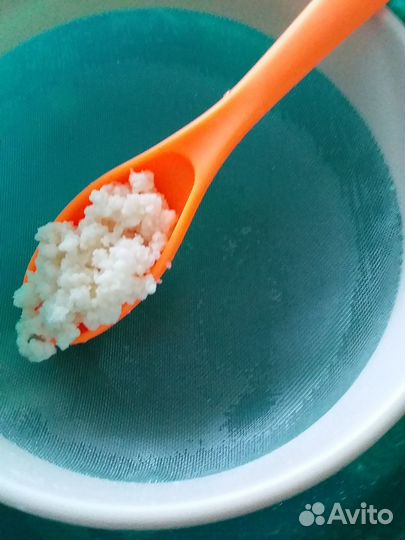 Кефирный тибетский молочный гриб