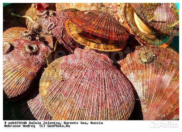 Свежий гребешок и еж