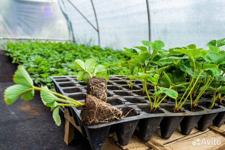 Рассада клубники, сорт Азия, кассета