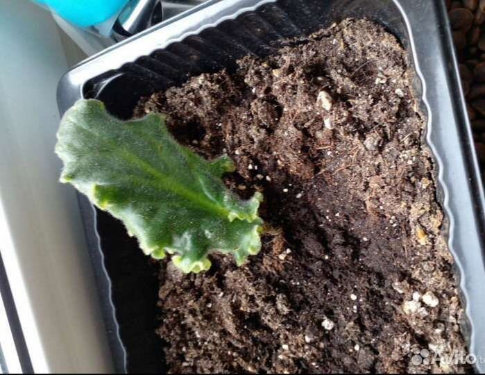 Фиалки мохровые