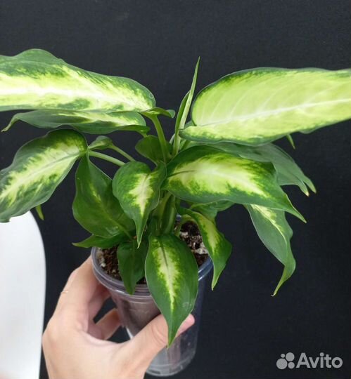 Диффенбахия Камилла