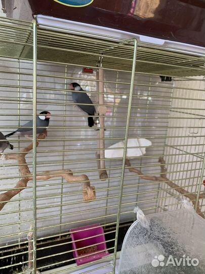 Рисовые амадины