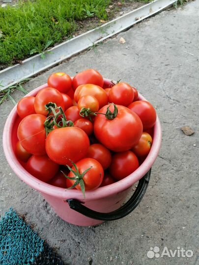 Помидоры