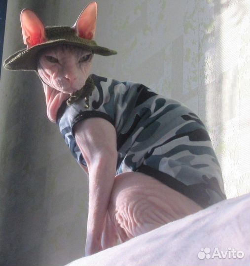 Шляпка для кошки/кота