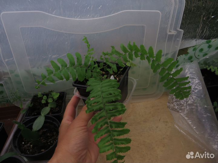 Папоротники, аспарагус, хлорофитум