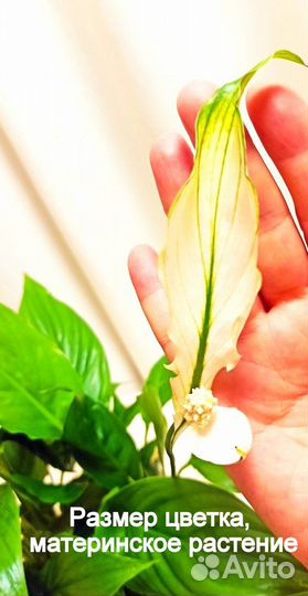 Спатифиллум бесплатно Комнатные цветы