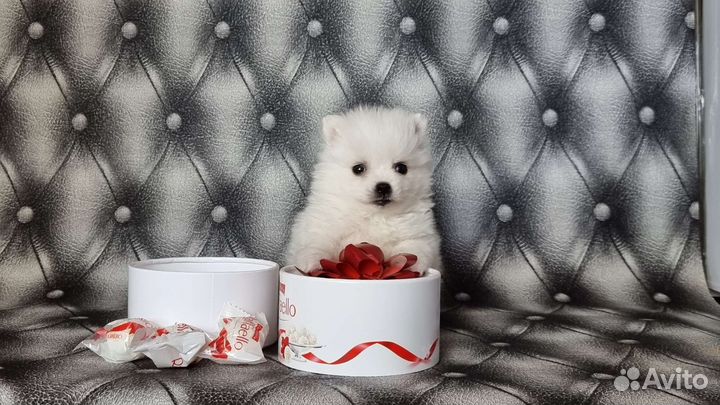 Японский шпиц щенки