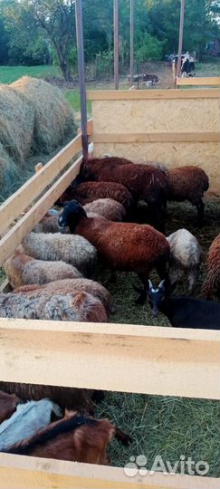 Овцы-бараны ягнята