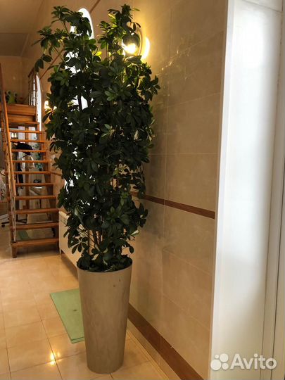 Декоративные деревья искусственные в кашпо