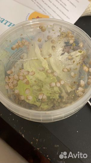 Улитки ахатины