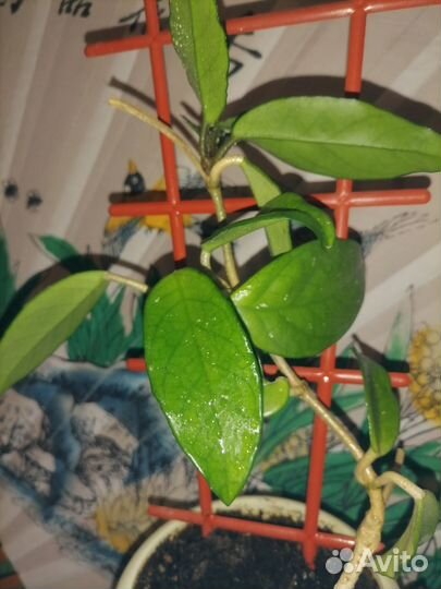 Комнатные цветы