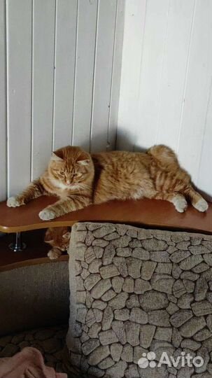 Курильский бобтейл. Вязка. Кот