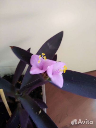 Традесканция паллида сеткреазия цветущая