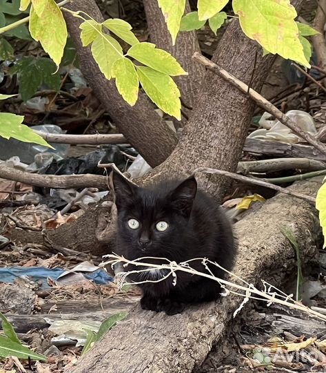 Котенок в дар