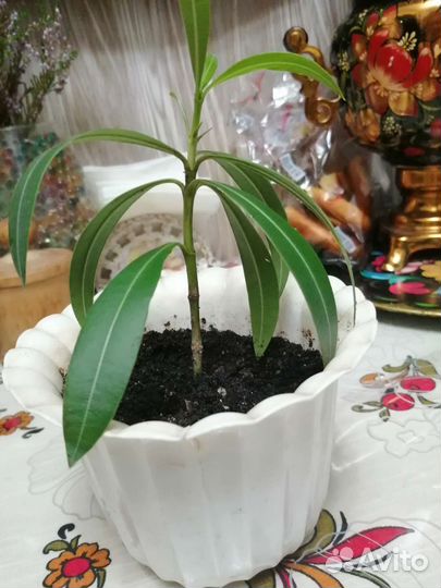 Олеандр махровый розовый