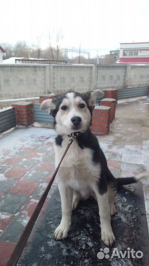 Щенок Белка