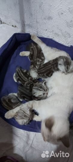 Шотландские котята