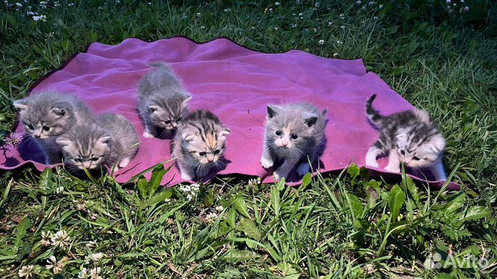 Шотландские вислоухие котята и прямоухие