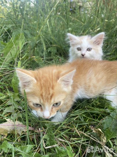 Котята в добрые руки даром