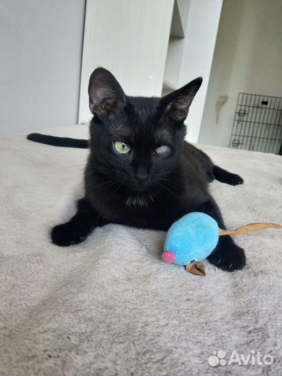 Особенный и дружелюбный котик