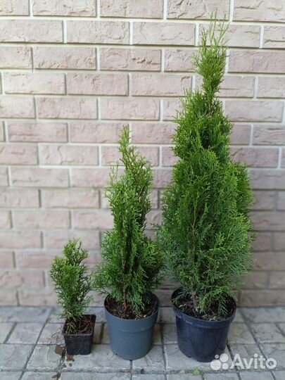 Туя Смарагд