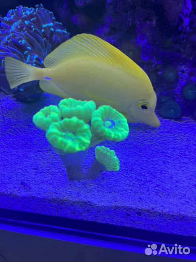 Морской аквариум 540 литров 180 x 50 x 60 см