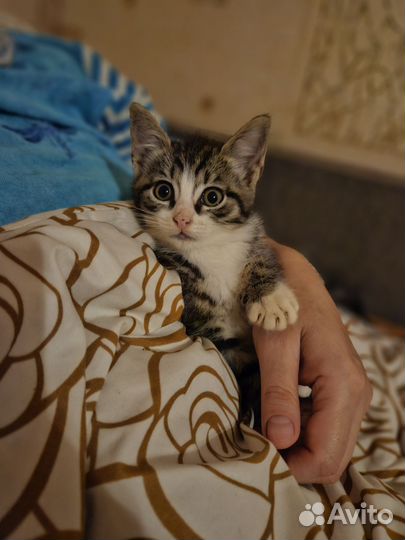 Отдам пушистых котят в добрые руки