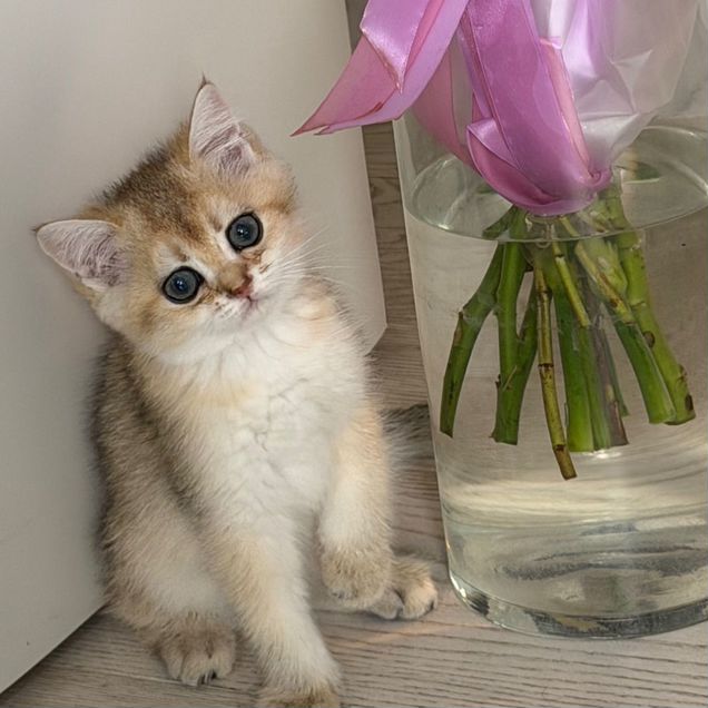 Британский короткошёрстный котёнок