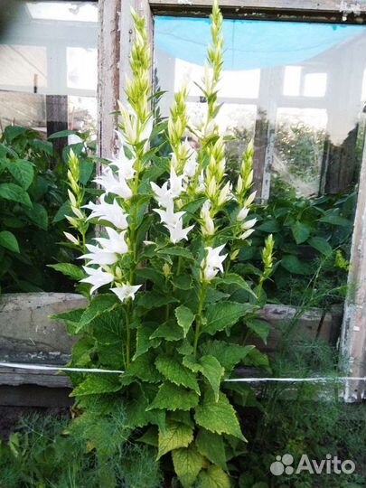 Многолетние цветы