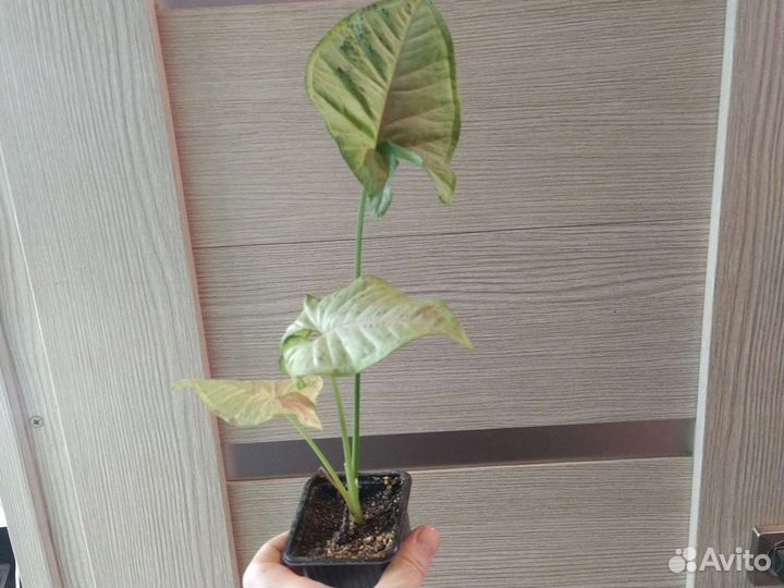 Филодендрон