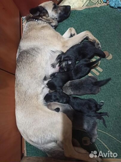 Отдам бесплатно щенки