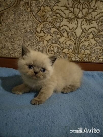 Экзотические котята