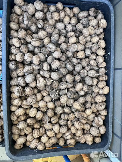 Грецкий орех в скорлупе